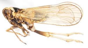 Attēlu rezultāti vaicājumam “Javesella pellucida female”