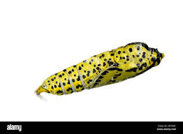 Attēlu rezultāti vaicājumam “Aporia crataegi pupa”