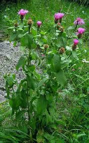 Image result for Centaurea pseudophrygia