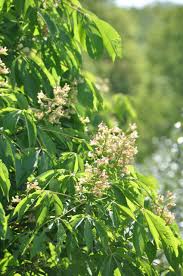 Attēlu rezultāti vaicājumam “Aesculus flava flower”