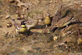 Image result for Emberiza aureola