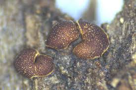 Attēlu rezultāti vaicājumam “Perichaena corticalis macro”