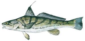 Image result for Menticirrhus saxatilis