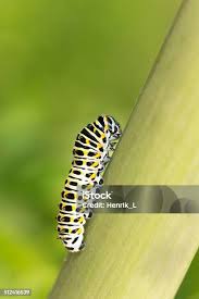 Attēlu rezultāti vaicājumam “Papilio machaon larva”