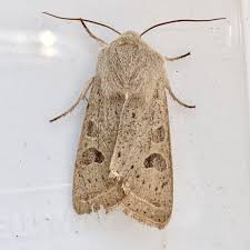 Attēlu rezultāti vaicājumam “Orthosia gracilis”