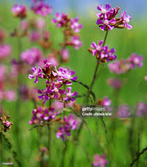 Attēlu rezultāti vaicājumam “Silene nutans”