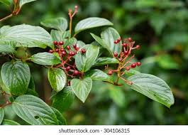 Attēlu rezultāti vaicājumam “Adoxaceae”