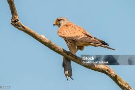 Attēlu rezultāti vaicājumam “Falco tinnunculus”