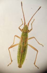 Attēlu rezultāti vaicājumam “Myrmus miriformis”