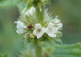 Attēlu rezultāti vaicājumam “Lycopus europaeus flower”