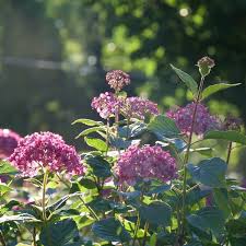 Attēlu rezultāti vaicājumam “Hydrangea arborescens”
