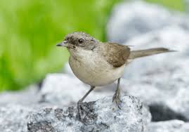 Attēlu rezultāti vaicājumam “Sylvia curruca adult”
