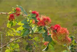 Attēlu rezultāti vaicājumam “Diplolepis rosae”