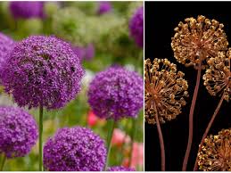 Image result for Zierlauch