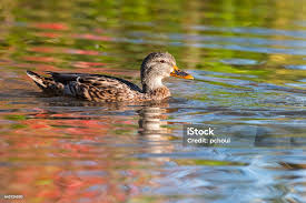 Attēlu rezultāti vaicājumam “Anas platyrhynchos female”