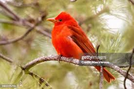 Image result for Piranga rubra