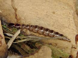 Attēlu rezultāti vaicājumam “Raphidia larva”