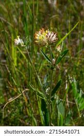 Attēlu rezultāti vaicājumam “Anthyllis maritima”