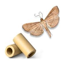 Attēlu rezultāti vaicājumam “Ostrinia nubilalis”