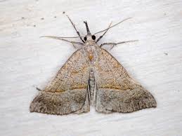 Attēlu rezultāti vaicājumam “Hypena proboscidalis”