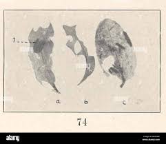 Attēlu rezultāti vaicājumam “Potamogeton trichoides leaf”