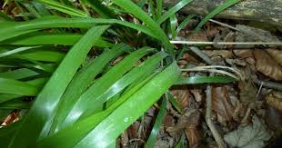 Attēlu rezultāti vaicājumam “Hordelymus europaeus”