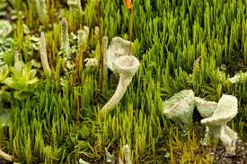 Attēlu rezultāti vaicājumam “Polytrichastrum pallidisetum macro”