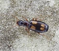 Attēlu rezultāti vaicājumam “Calodromius spilotus”