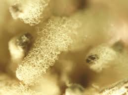 Attēlu rezultāti vaicājumam “Stemonitis fusca plasmodium”