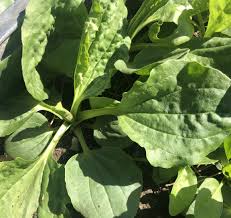 Attēlu rezultāti vaicājumam “Plantago major leaf”