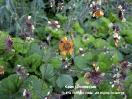 Attēlu rezultāti vaicājumam “Geum x intermedium flower”