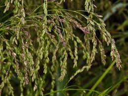 Attēlu rezultāti vaicājumam “Glyceria striata fruit”