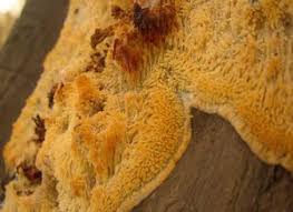 Attēlu rezultāti vaicājumam “Sarcodontia crocea”