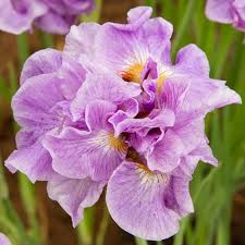 Attēlu rezultāti vaicājumam “Iris sibirica”