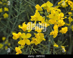 Attēlu rezultāti vaicājumam “Brassica napus flower”