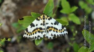 Attēlu rezultāti vaicājumam “Abraxas grossulariata imago”