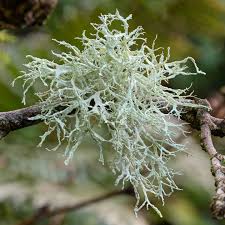 Attēlu rezultāti vaicājumam “Ramalina farinacea”