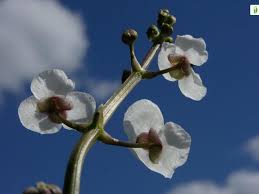 Attēlu rezultāti vaicājumam “Sagittaria sagittifolia flower”