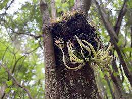 Attēlu rezultāti vaicājumam “Exobasidiales”