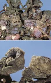 Attēlu rezultāti vaicājumam “Trichia botrytis var. cerifera spores”