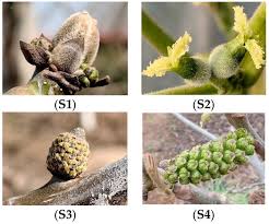 Attēlu rezultāti vaicājumam “Juglans mandshurica male flower”