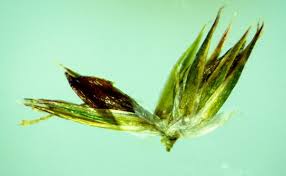 Attēlu rezultāti vaicājumam “Juncus squarrosus fruit”