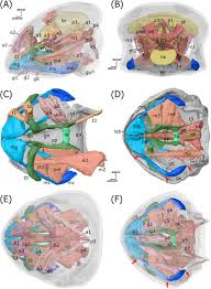 Attēlu rezultāti vaicājumam “Strongylosoma pallipes”