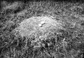 Attēlu rezultāti vaicājumam “Grus grus nest”