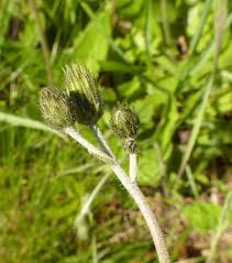 Attēlu rezultāti vaicājumam “Hieracium vulgatum”