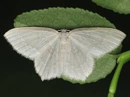 Attēlu rezultāti vaicājumam “Jodis putata”