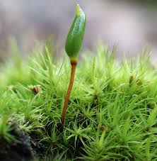 Attēlu rezultāti vaicājumam “Buxbaumia viridis”