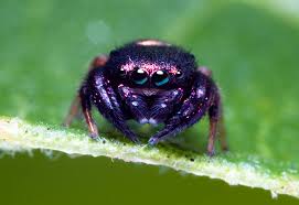 Attēlu rezultāti vaicājumam “Salticidae”