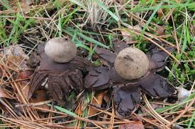 Attēlu rezultāti vaicājumam “Geastrum rufescens”