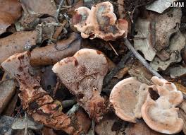 Attēlu rezultāti vaicājumam “Hydnellum ferrugineum”